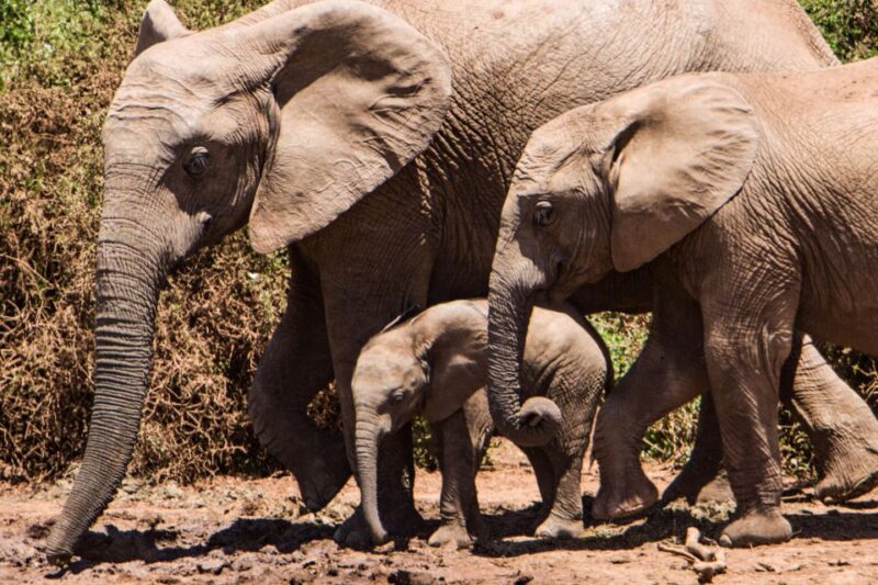 Luxury Kruger National Park: Safari & Panorama Route - Key Points