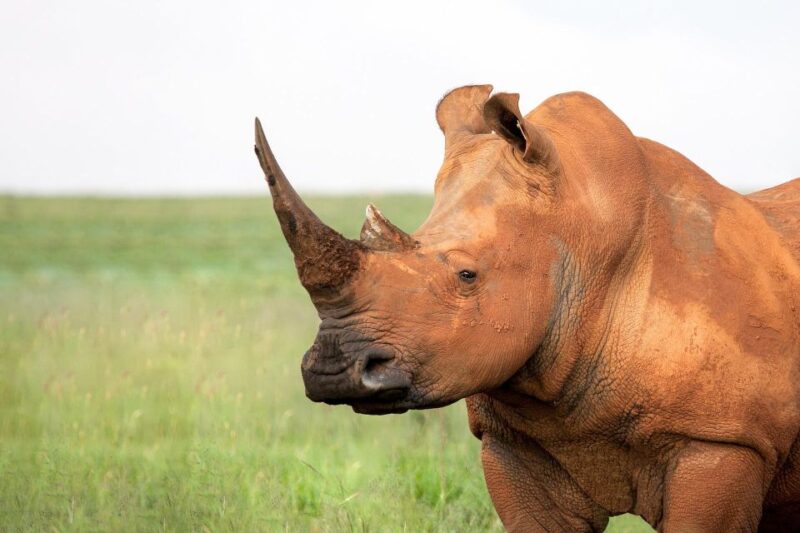 Luxury Kruger National Park: Safari & Panorama Route - Highlights of the Tour