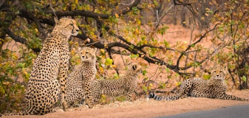 Luxury Kruger National Park: Safari & Panorama Route - Detailed Itinerary