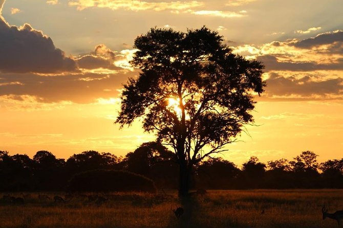 Luxury Okavango Safari - 3 Day - Reviews and Ratings