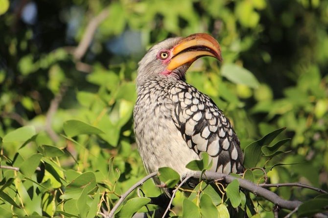 Luxury Okavango Safari - 3 Day - Highlights of the Safari