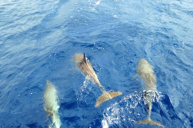 Luxury Opera 60 Whale & Dolphin Watching Experience - Confirmation and Accessibility