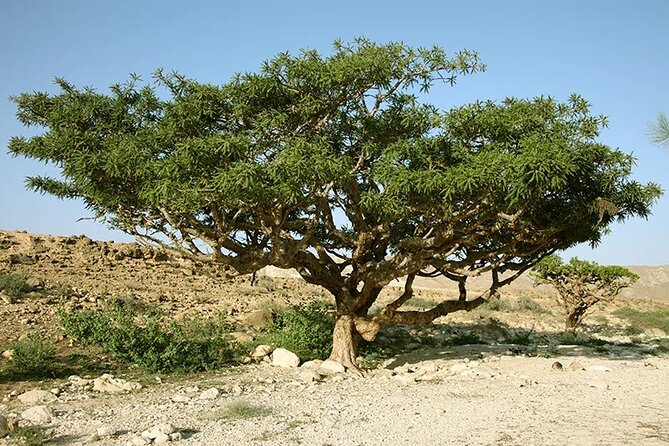 Luxury Overnight Desert Safari in Salalah - Pickup Process and Confirmation