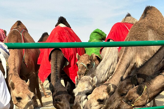 Luxury Overnight Desert Safari in Salalah - Reviews and Guest Feedback