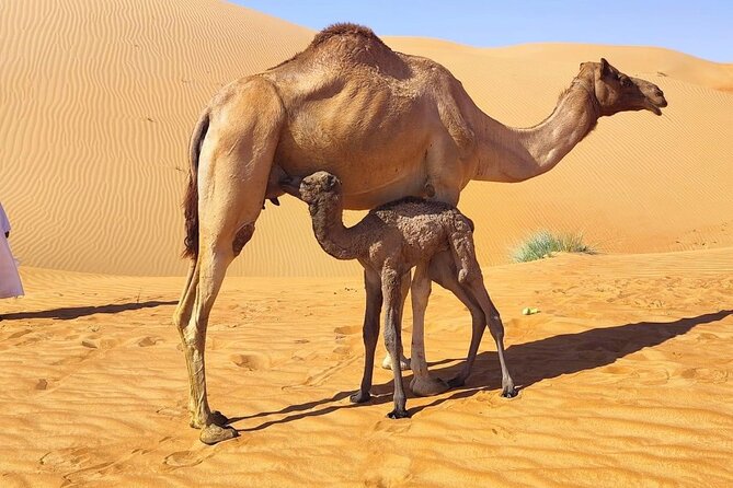 Luxury Overnight Desert Safari in Salalah - Unique Experiences in the Desert