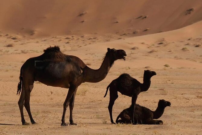 Luxury Overnight Desert Safari in Salalah - Camping Accommodations