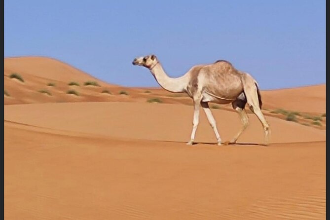 Luxury Overnight Desert Safari in Salalah - Recommendations for Travelers