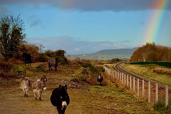 Luxury Photography Day Tour on Ring of Kerry and Skellig Ring - Fully Guided and Chauffeured - Booking Information