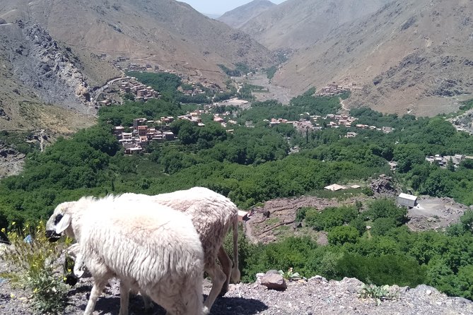 Luxury Private Day Trip - Atlas Mountains, Agafay Desert & Camels - Camel Ride