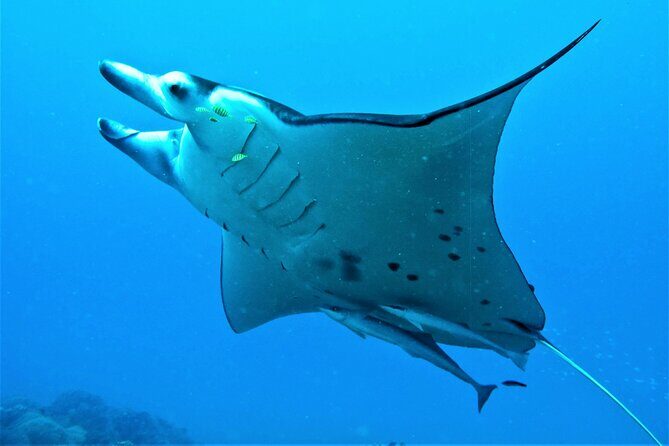 Luxury Private full day tour & Motu lunch in Bora-Bora - What About the Price?