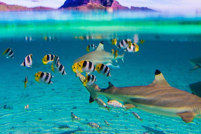 Luxury Private full day tour & Motu lunch in Bora-Bora - Who Will Love This Tour?