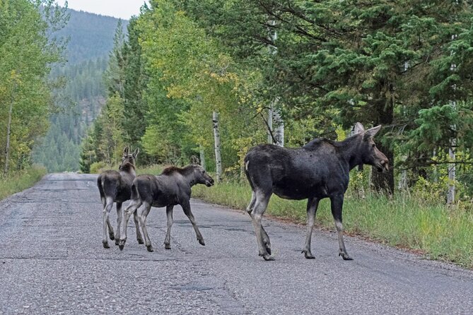 Luxury Private Grand Teton National Park Full-Day Tour - Inclusions and Amenities Provided