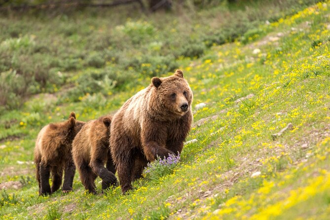 Luxury Private Half-Day Grand Teton National Park Tour - Meeting and Pickup