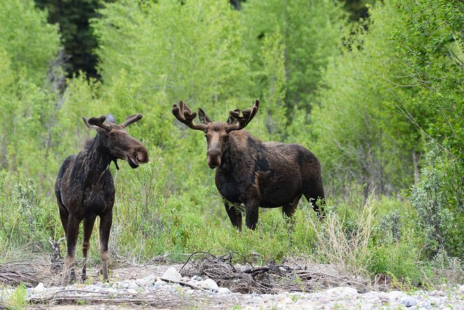 Luxury Private Half-Day Grand Teton National Park Tour - Scenic Viewpoints