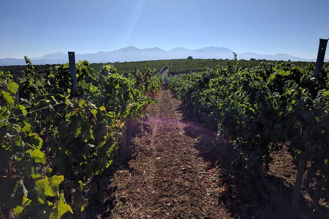LUXURY PRIVATE Wine Tasting in CRETE (also for CRUISE SHIPS) - Picnic in the Vineyard