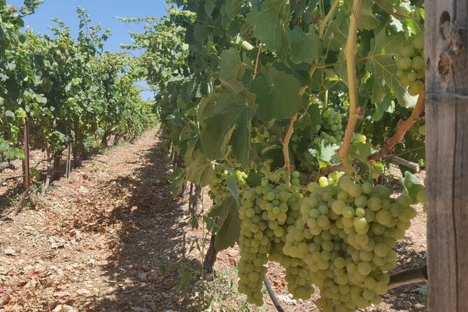 LUXURY PRIVATE Wine Tasting in CRETE (also for CRUISE SHIPS) - Reviews and Pricing