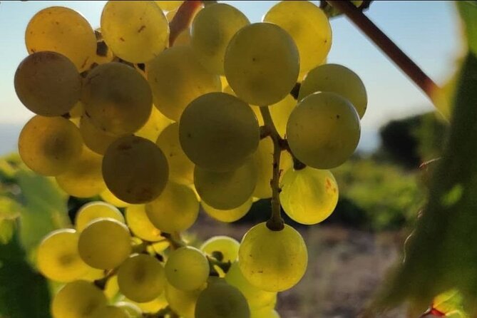 LUXURY PRIVATE Wine Tasting in CRETE (also for CRUISE SHIPS) - Suitability and Accessibility
