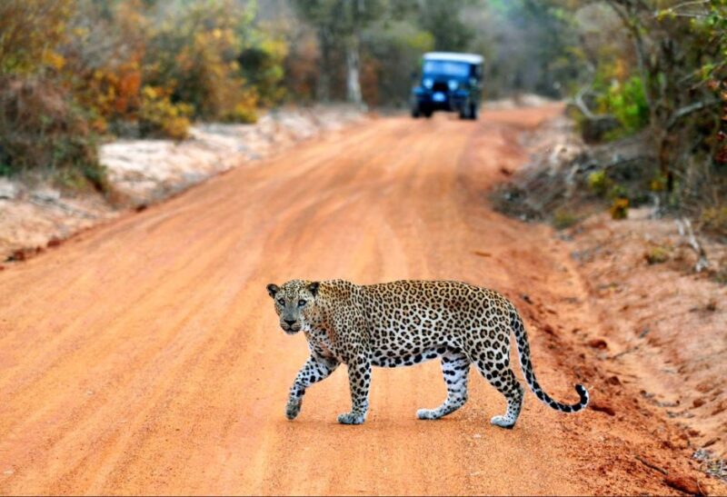Luxury Safari Camping in Yala - Transportation and Guides