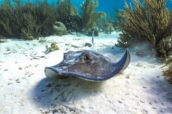 Luxury Snorkel Trip on a Spacious Wooden Schooner and Local Lunch - Boat and Crew Details