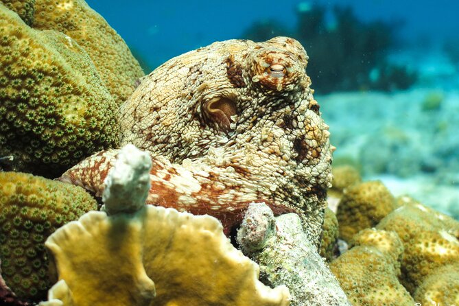 Luxury Snorkel Trip on a Spacious Wooden Schooner and Local Lunch - Snorkeling and Tour Activities
