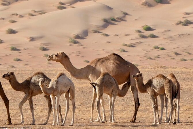 Luxury Sunset Desert Safari - Pricing and Booking