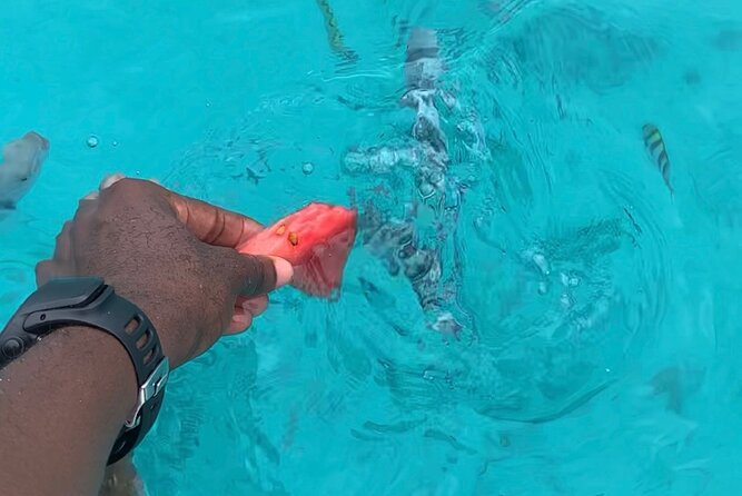 Luxury Swimming With DOLPHINS in MNEMBA and LUNCH - Recap