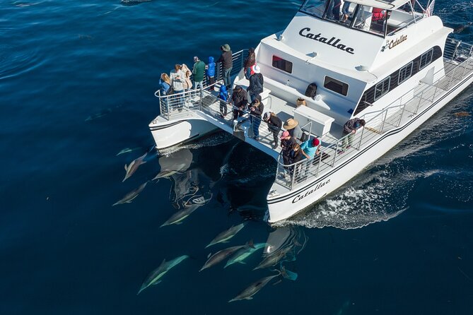 Luxury Whale Watching: Fewer People, Extra Speed, Expert Staff - Highlight of Featured Boat and Capacity