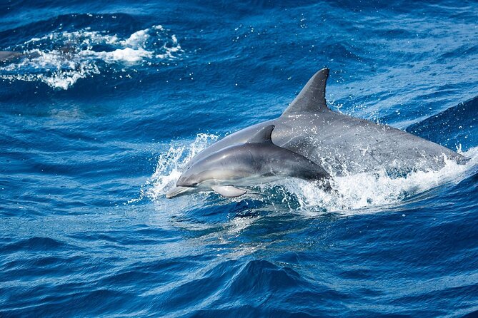 Luxury Whale Watching: Fewer People, Extra Speed, Expert Staff - Unparalleled Whale and Dolphin Sightings