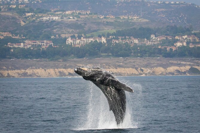 Luxury Whale Watching: Fewer People, Extra Speed, Expert Staff - Booking Confirmation and Cancellation Policy
