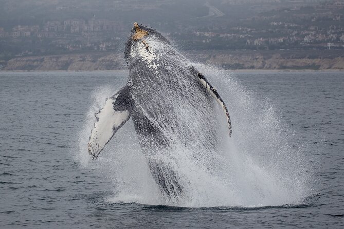 Luxury Whale Watching: Fewer People, Extra Speed, Expert Staff - Additional Tour Details and Restrictions