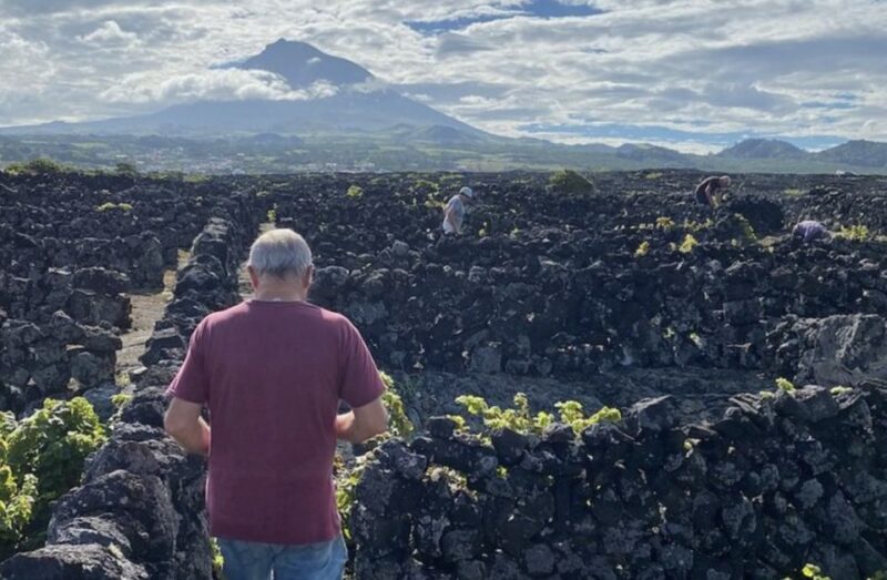 Luxury Wine Tasting at the Czar Pico Winery - Unique Wine Experience
