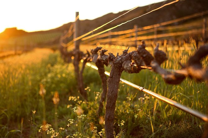 Luxury Wine Tour With Lunch - Reviews and Pricing