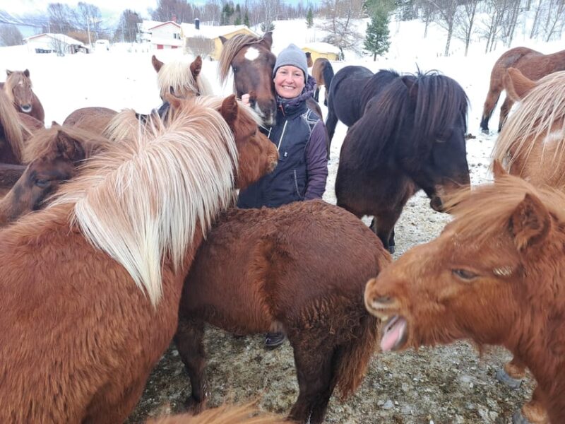 Lyngen Horseback Winter Riding Experience - Key Points
