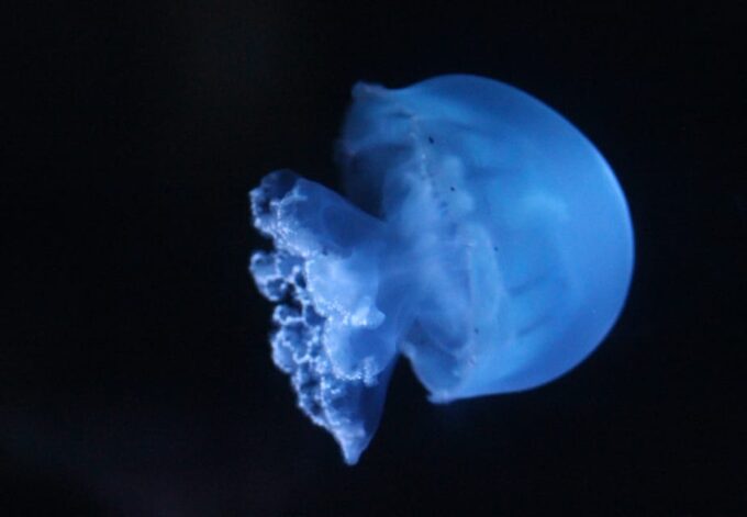 Lyon: Aquarium Entrance Ticket - Booking and Payment