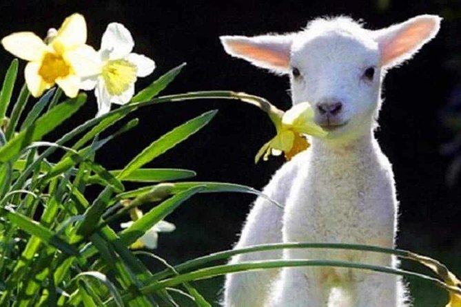 Lyttelton Cruise Excursions: Christchurch Sightseeing With Sheep Farm - Meeting and Pickup Information