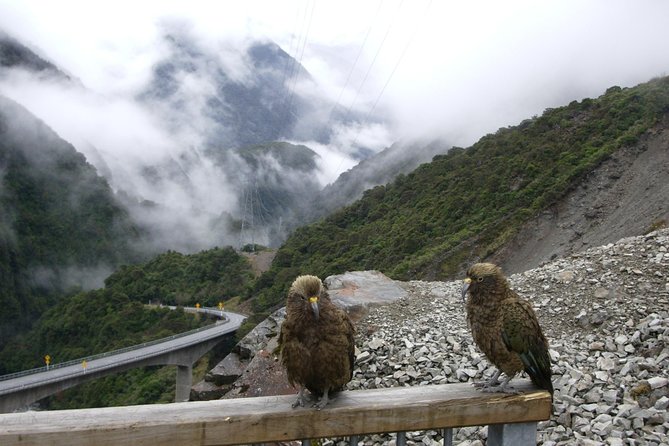 Lyttelton Shore Excursion: Arthurs Pass Day Tour - Customer Reviews and Feedback