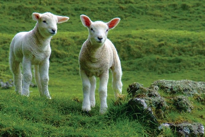 Lyttelton Shore Excursion: Arthurs Pass Day Tour - Visiting the Sheep Farm