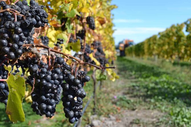 Lyttelton Shore Excursion - City Highlights & Waipara Wine Tour - Inclusions