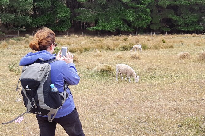 Lyttelton Shore Excursion -Guided Hiking Tour Packhorse Hut - Meeting Point and Start Time