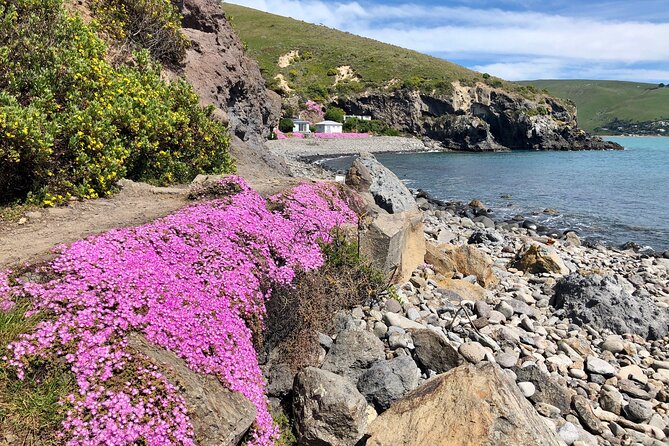 Lyttelton Shore Excursion - Guided Walking Tour and Picnic - Scenic Highlights