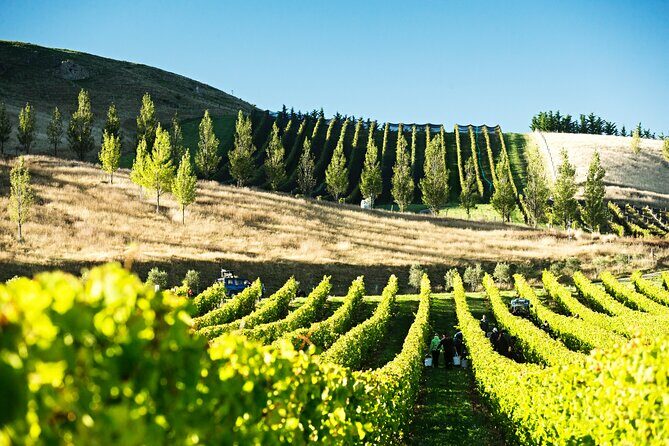Lyttelton Shore Excursion: Waipara Valley Wine Tour with Lunch - Exploring the Waipara Valley Wine Tour from Lyttelton: An Authentic Sip of North Canterbury