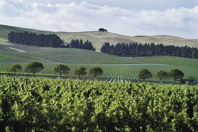 Lyttelton Shore Excursion - Waipara Wine Tour With Lunch - Transportation and Guide