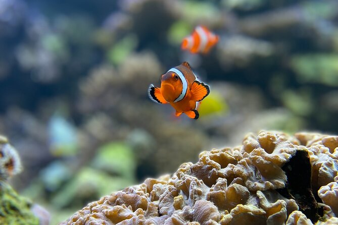 Maafushi: Full Day Snorkeling and Island Hopping Experience - Included Services and Amenities