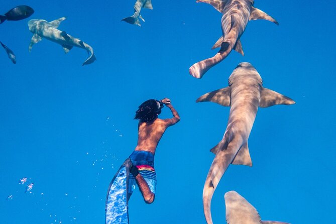 Maafushi: Ship Wreck & Nurse Shark Snorkeling With Dolphin Watching - Shipwreck Exploration: Underwater Treasures