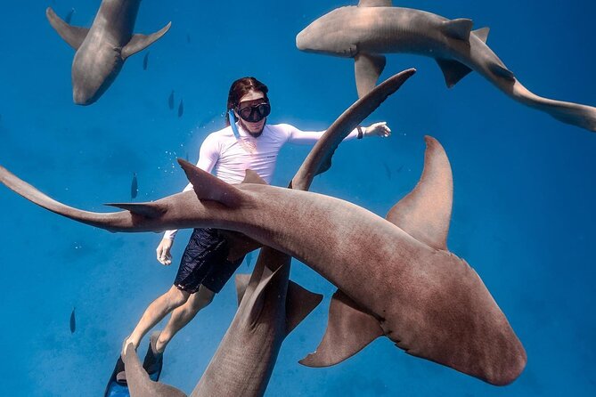 Maafushi: Ship Wreck & Nurse Shark Snorkeling With Dolphin Watching - Dolphin Watching: Aquatic Acrobatics