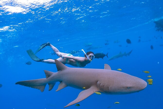 Maafushi: Ship Wreck & Nurse Shark Snorkeling With Dolphin Watching - Tour Reviews and Ratings