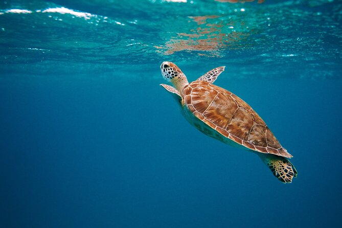 Maafushi: Snorkeling in Maldives Half Day Trip - Pricing and Booking Information