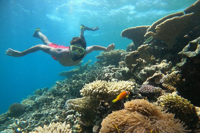 Maafushi: Snorkeling in Maldives Half Day Trip - Highlights of the Snorkeling Experience