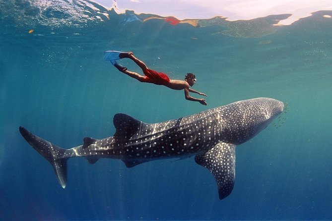 Maafushi: Whale Sharks & Manta Rays Snorkeling With Dolphin Watching - Key Points