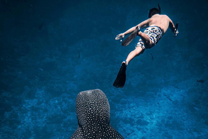 Maafushi: Whale Sharks & Manta Rays Snorkeling With Dolphin Watching - Pickup Information
